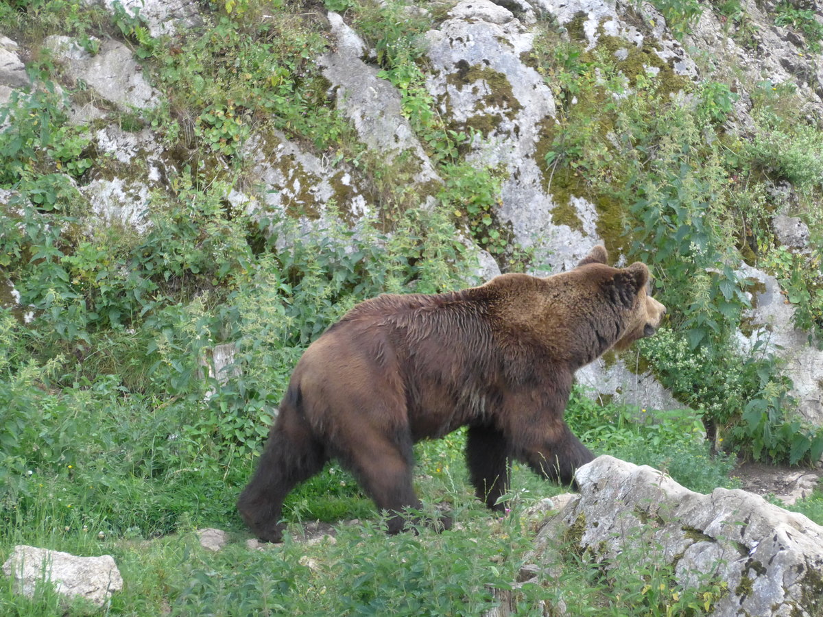 (181'582) - B�r im Jurapark am 25. Juni 2017 in Vallorbe