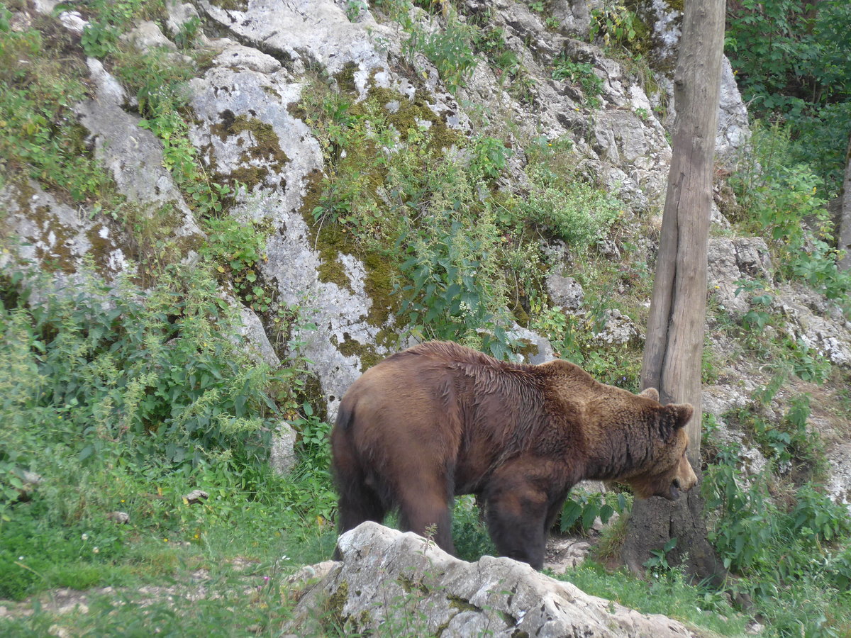 (181'583) - B�r im Jurapark am 25. Juni 2017 in Vallorbe