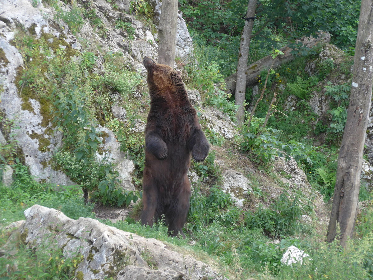 (181'585) - B�r im Jurapark am 25. Juni 2017 in Vallorbe