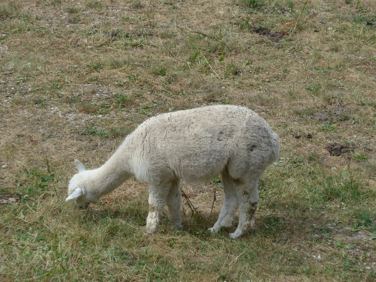 (181'586) - Lama im Jurapark am 25. Juni 2017 in Vallorbe