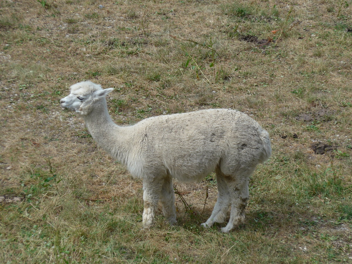 (181'587) - Lama im Jurapark am 25. Juni 2017 in Vallorbe