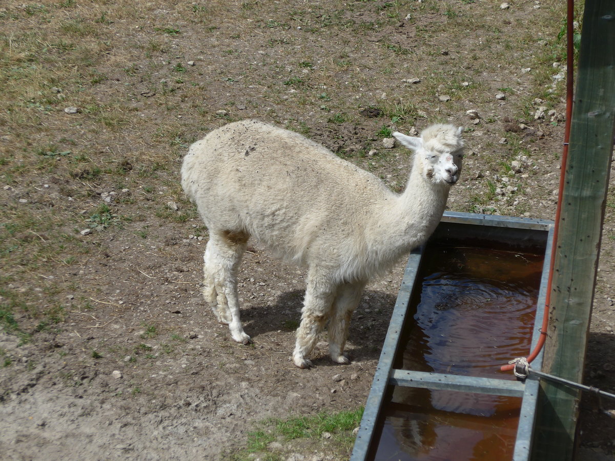 (181'590) - Lama im Jurapark am 25. Juni 2017 in Vallorbe