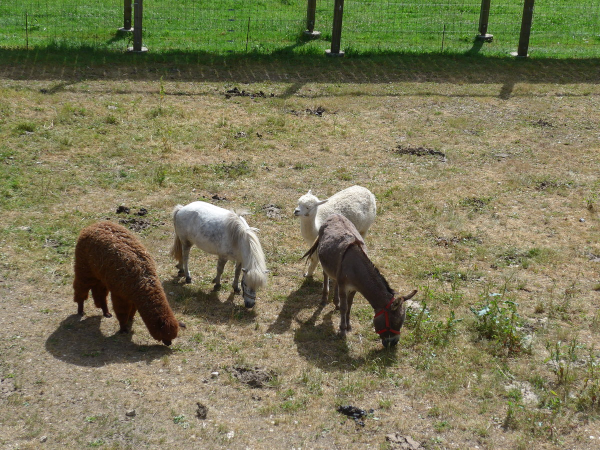 (181'595) - Lamas, Pony und Esel im Jurapark am 25. Juni 2017 in Vallorbe