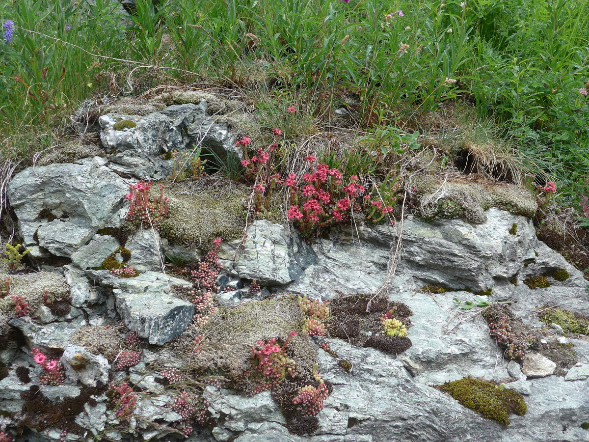 (181'837) - Hauswurz am 9. Juli 2017 in Ferp�cle