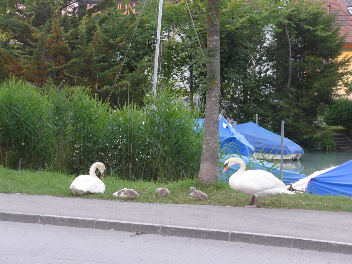 (182'078) - Schwanenfamilie am 15. Juli 2017 beim Lachenkanal in Thun