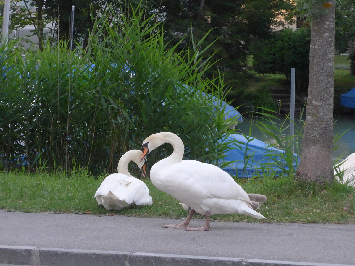 (182'079) - Schwanenfamilie am 15. Juli 2017 beim Lachenkanal in Thun