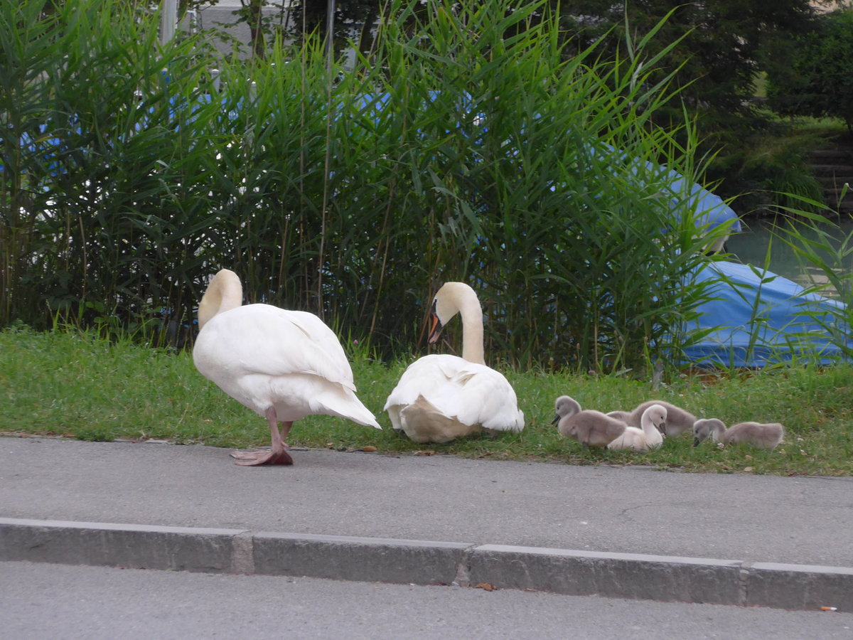 (182'080) - Schwanenfamilie am 15. Juli 2017 beim Lachenkanal in Thun