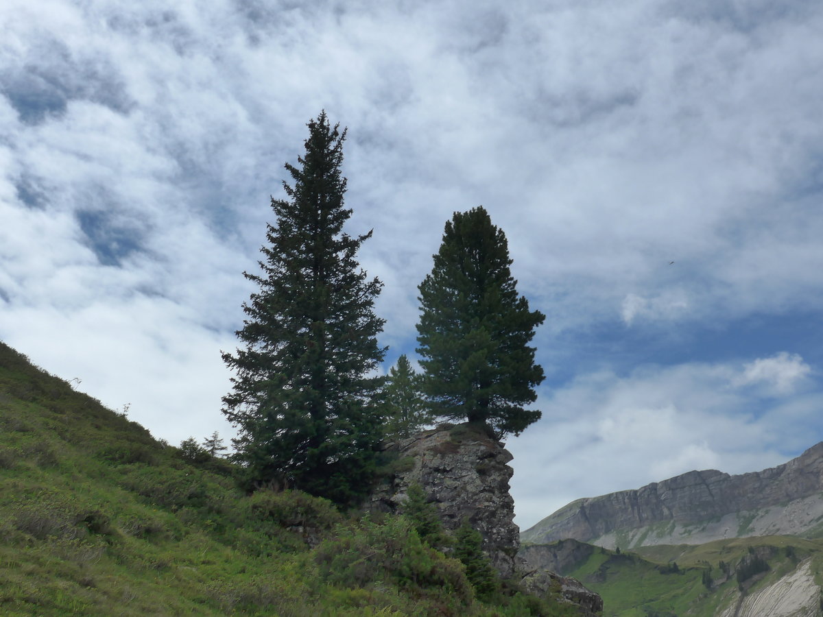 (182'115) - Tannen am Engstlensee am 16. Juli 2017 auf der Engstlenalp