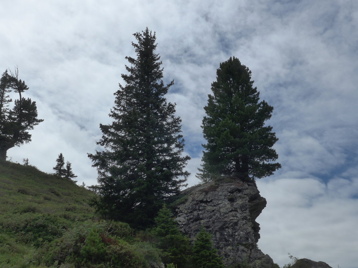 (182'117) - Tannen am Engstlensee am 16. Juli 2017 auf der Engstlenalp