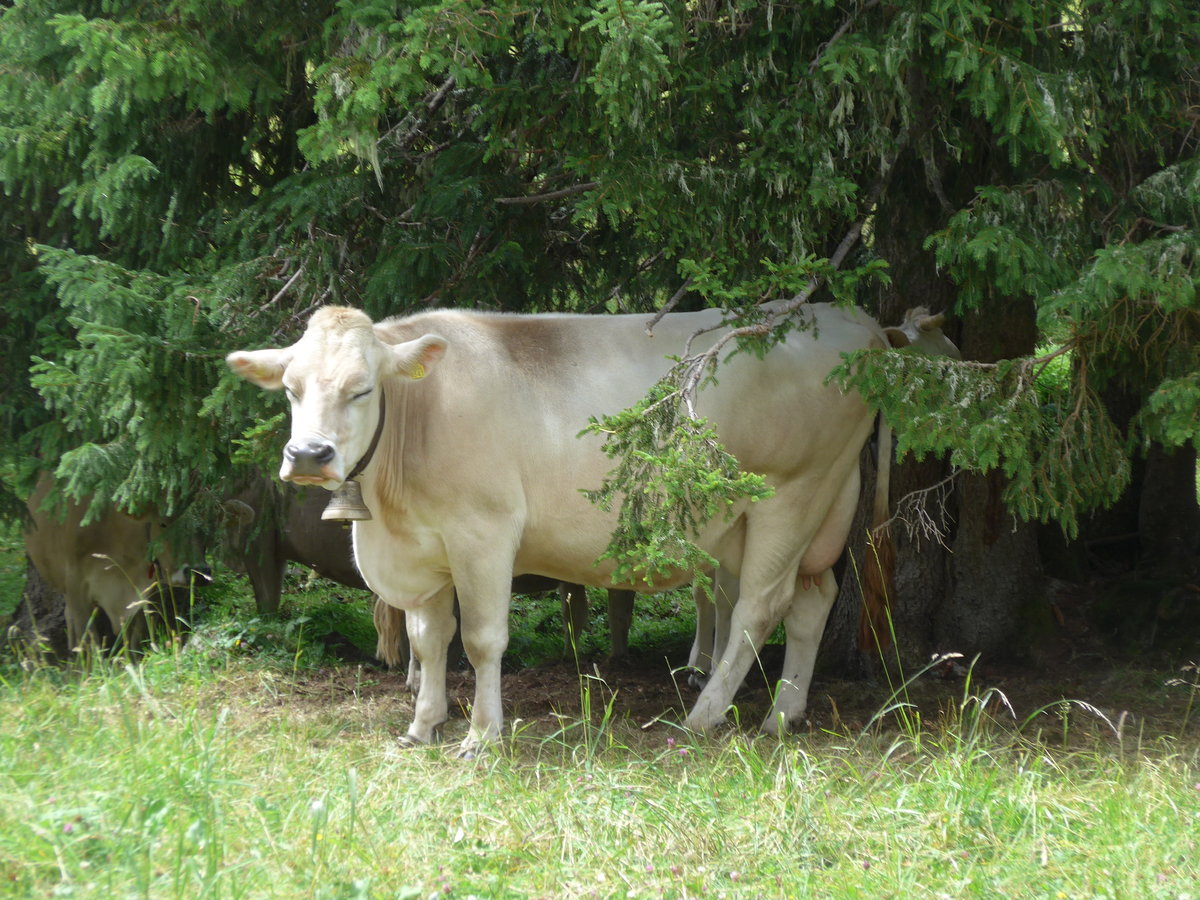 (182'120) - Kuh am 16. Juli 2017 bei der Engstlenalp