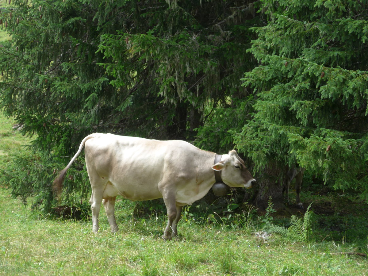 (182'121) - Kuh am 16. Juli 2017 bei der Engstlenalp