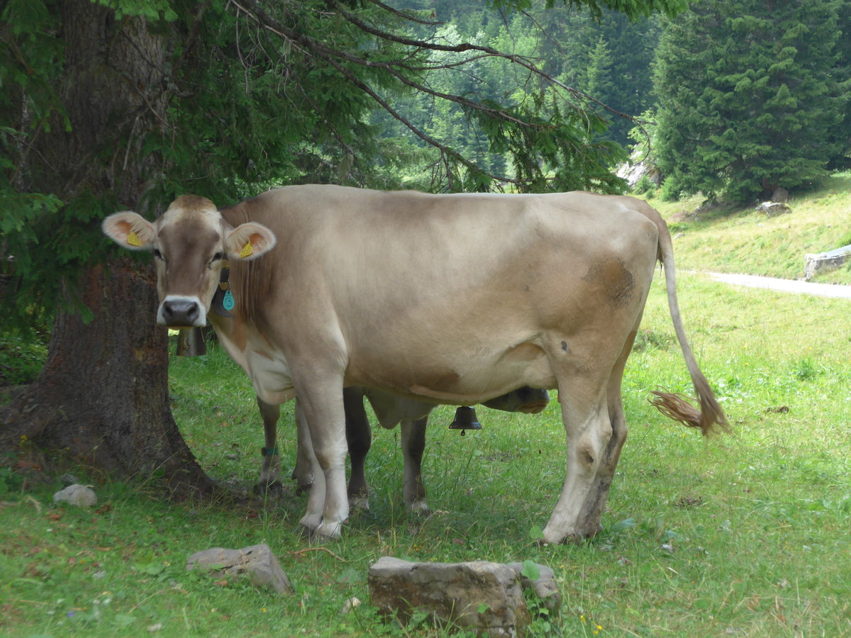 (182'122) - Kuh am 16. Juli 2017 bei der Engstlenalp