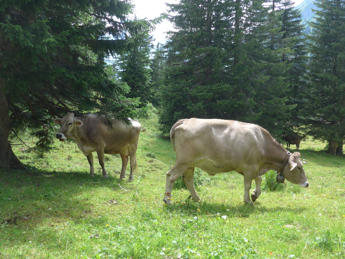 (182'123) - K�he am 16. Juli 2017 bei der Engstlenalp
