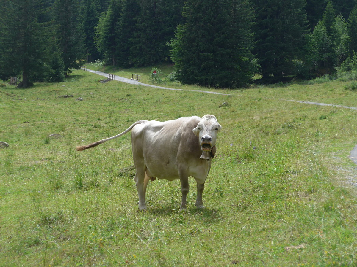 (182'124) - Kuh am 16. Juli 2017 bei der Engstlenalp
