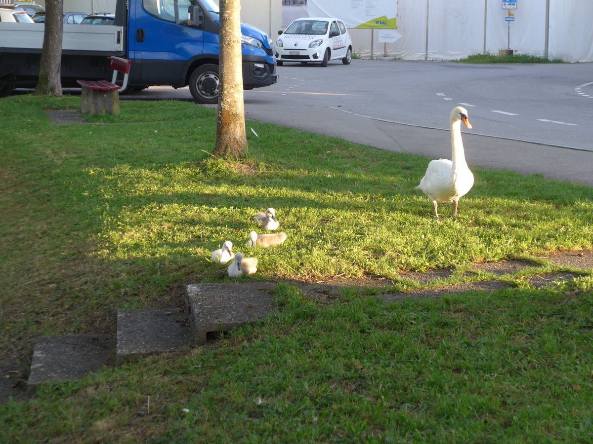 (182'310) - Schwan mit vier Jungen am 29. Juli 2017 in Thun, Lachen