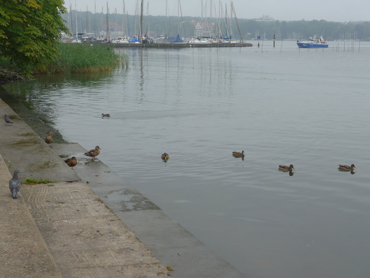 (183'433) - Enten am 11. August 2017 auf dem Wannsee bei Berlin