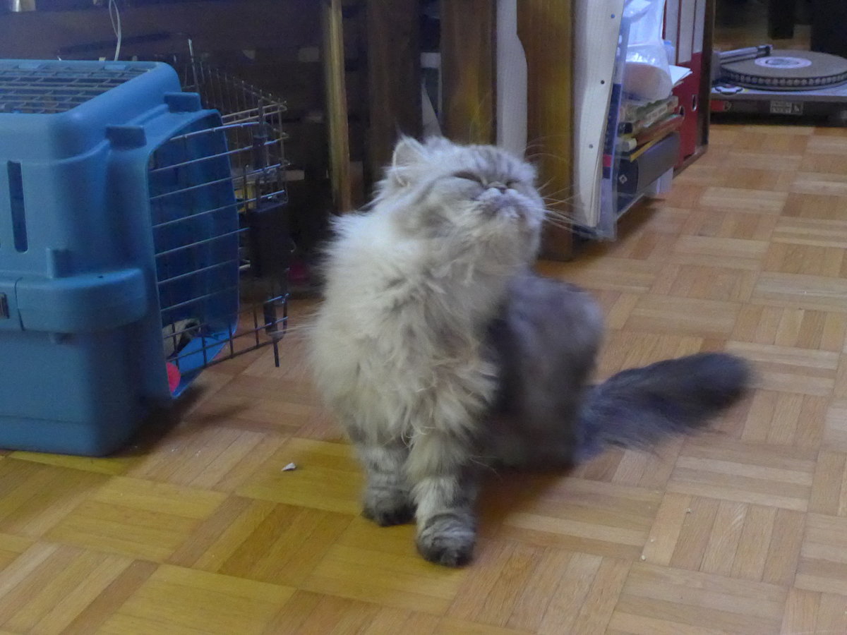 (183'645) - Katze Waris am 20. August 2017 in Wiesendangen