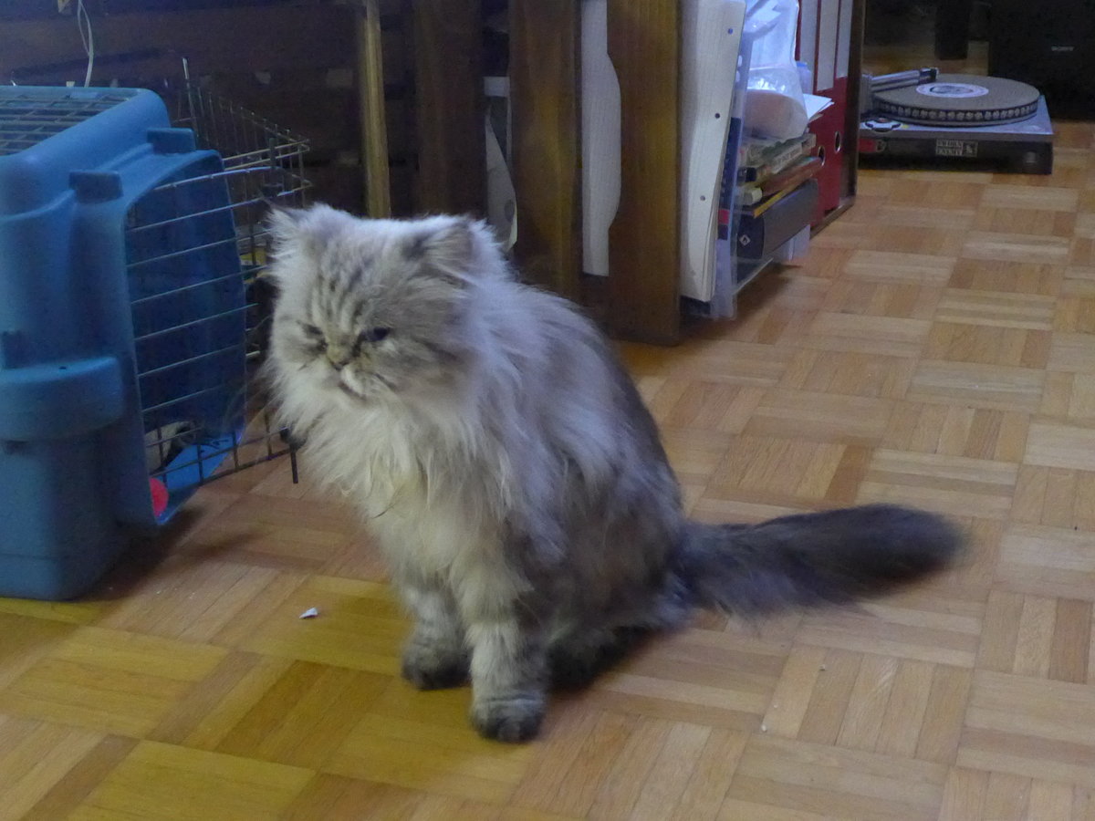 (183'647) - Katze Waris am 20. August 2017 in Wiesendangen