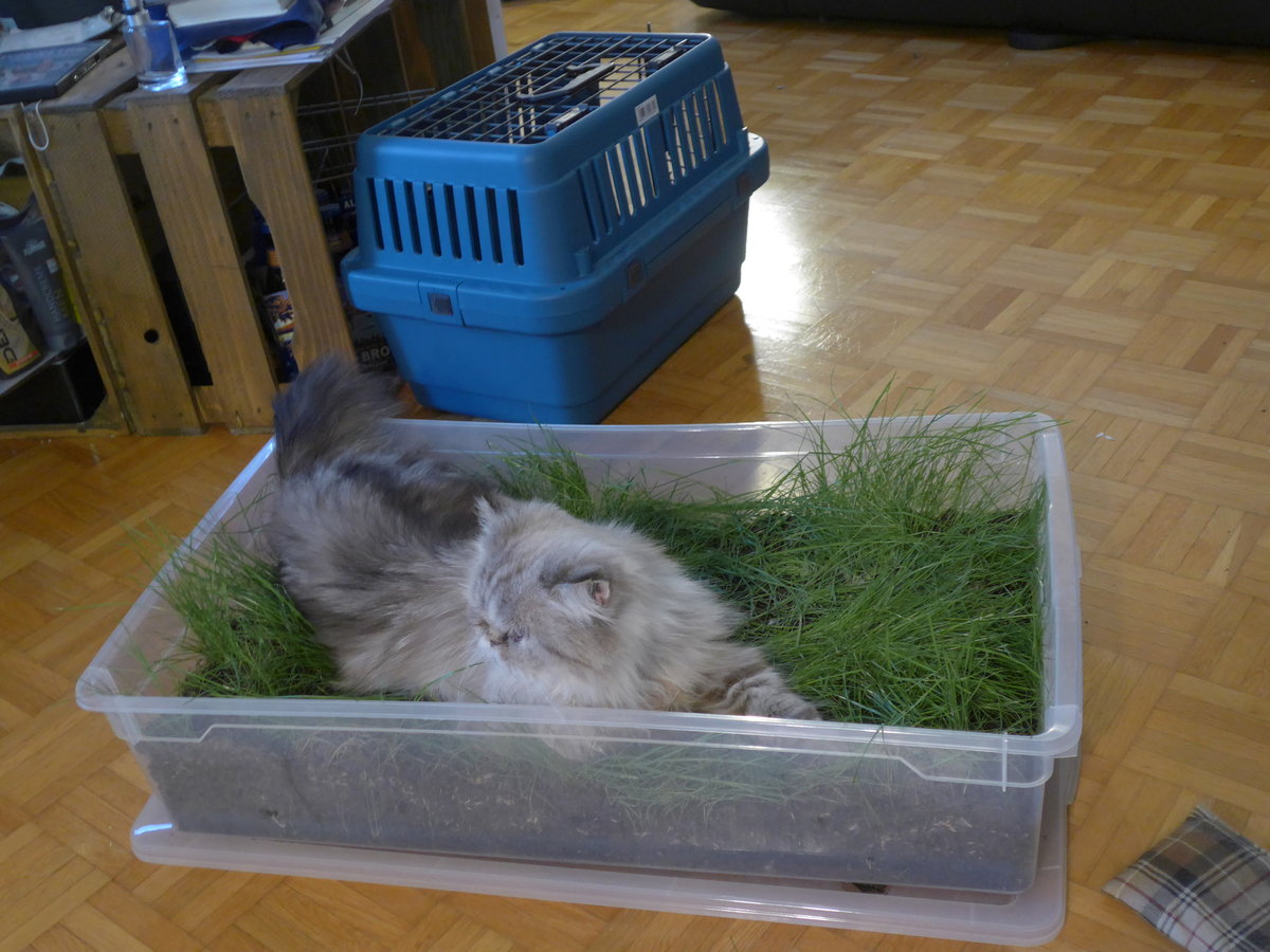 (183'648) - Katze Waris am 20. August 2017 in Wiesendangen