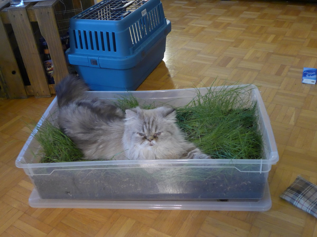 (183'649) - Katze Waris am 20. August 2017 in Wiesendangen