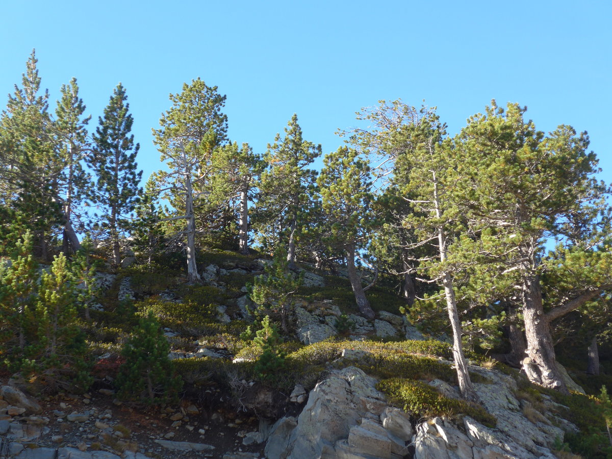 (185'299) - Kleiner Wald am 27. September 2017 bei Arcal�s