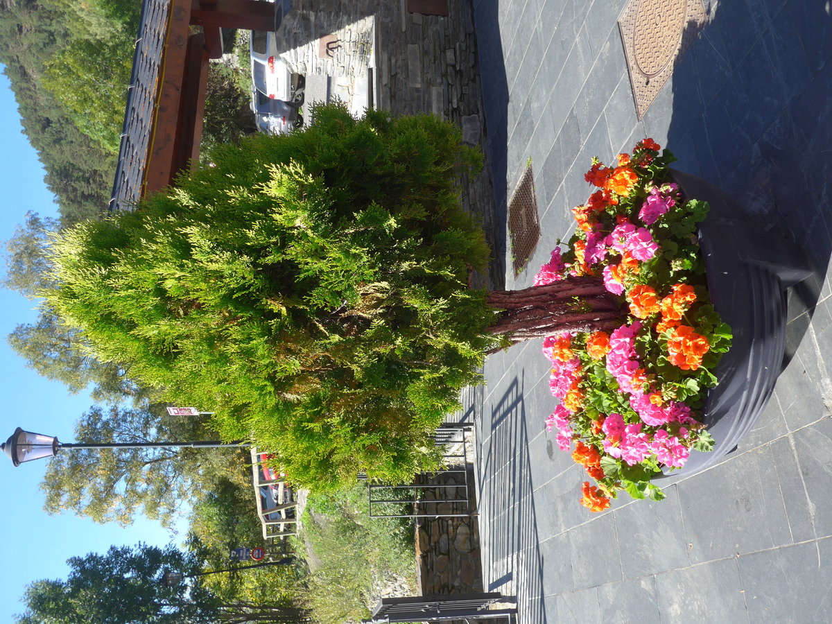 (185'338) - Blumen und B�umchen am 27. September 2017 in Llorts