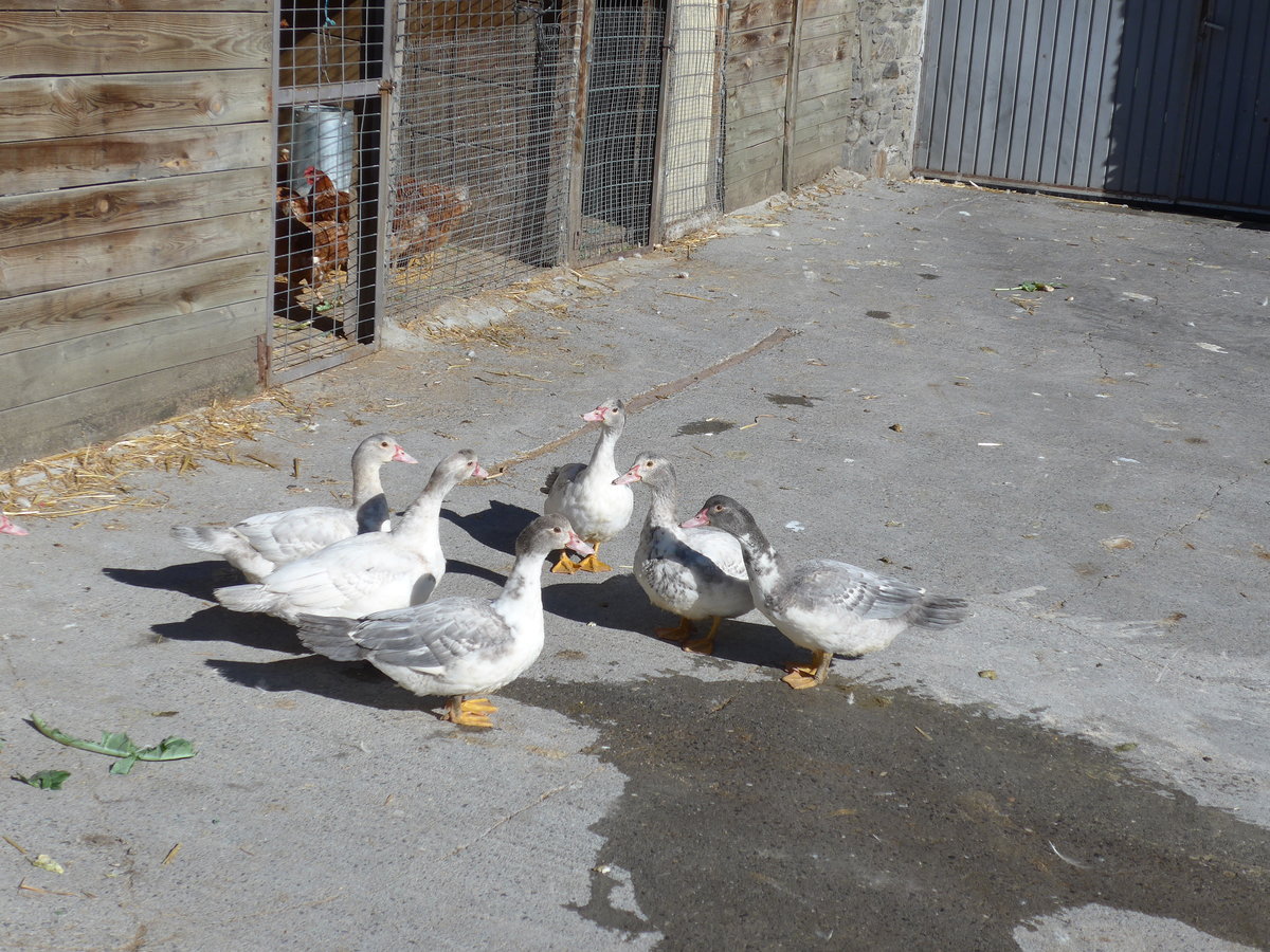 (185'342) - G�nse am 27. September 2017 in Llorts