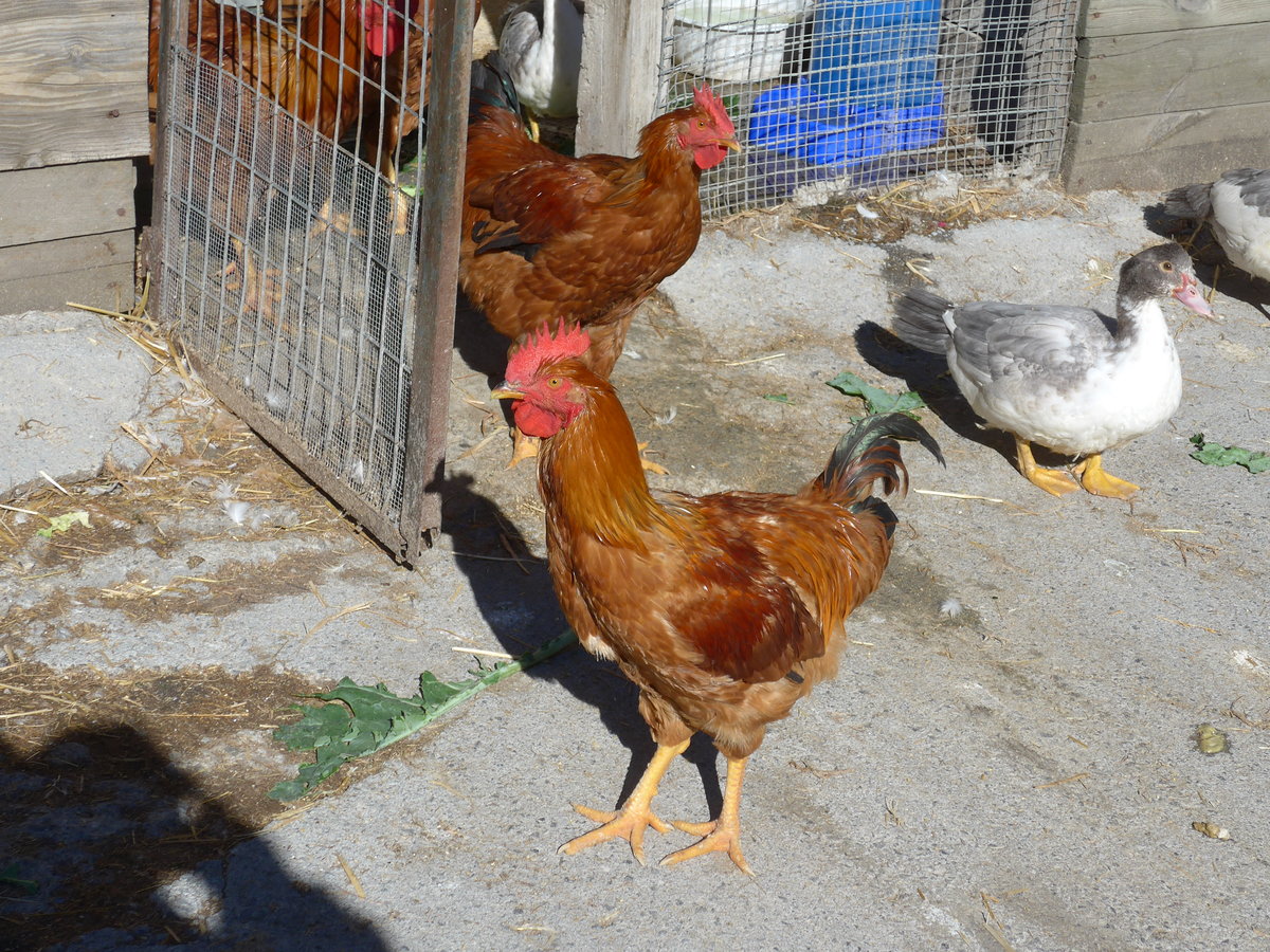 (185'343) - H�hner und G�nse am 27. September 2017 in Llorts