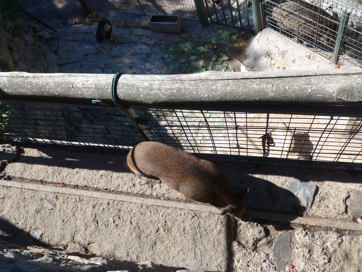 (185'514) - Wildschwein am 28. September 2017 in Os de Civis