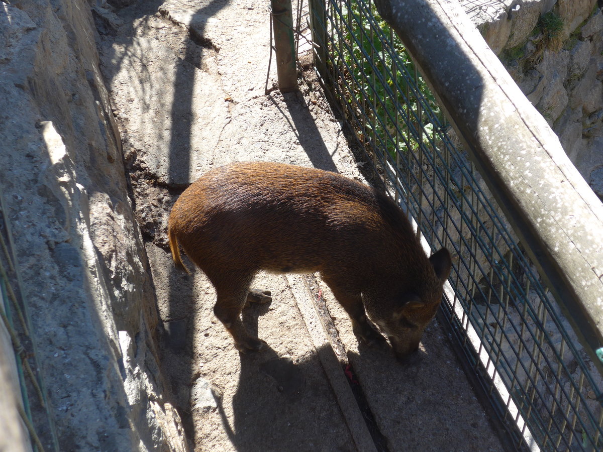 (185'516) - Wildschwein am 28. September 2017 in Os de Civis