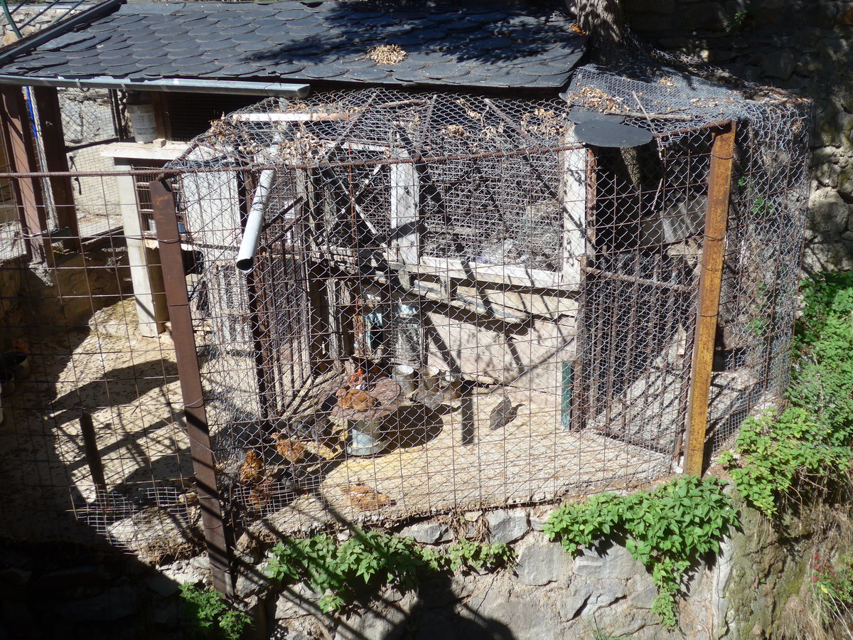 (185'517) - H�hner am 28. September 2017 in Os de Civis