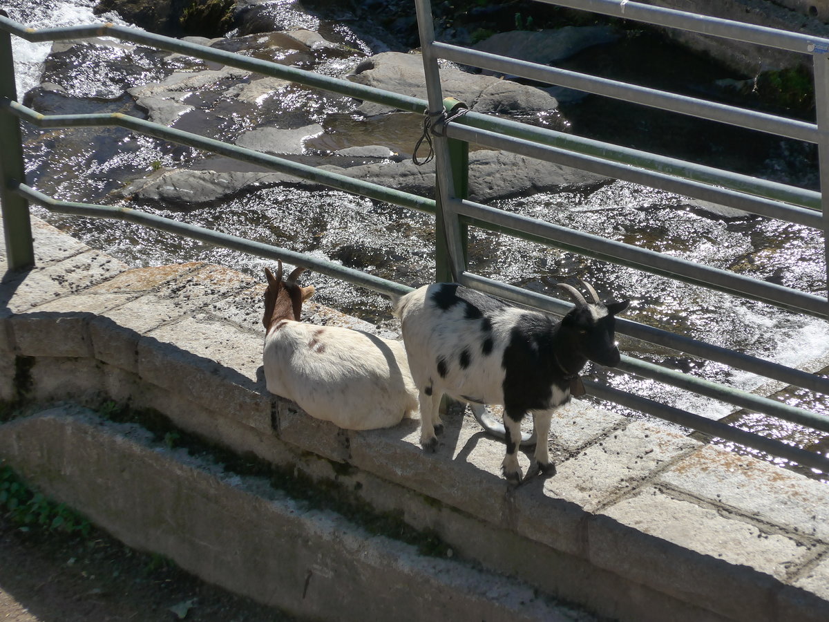 (185'521) - Ziegen am 28. September 2017 in Os de Civis