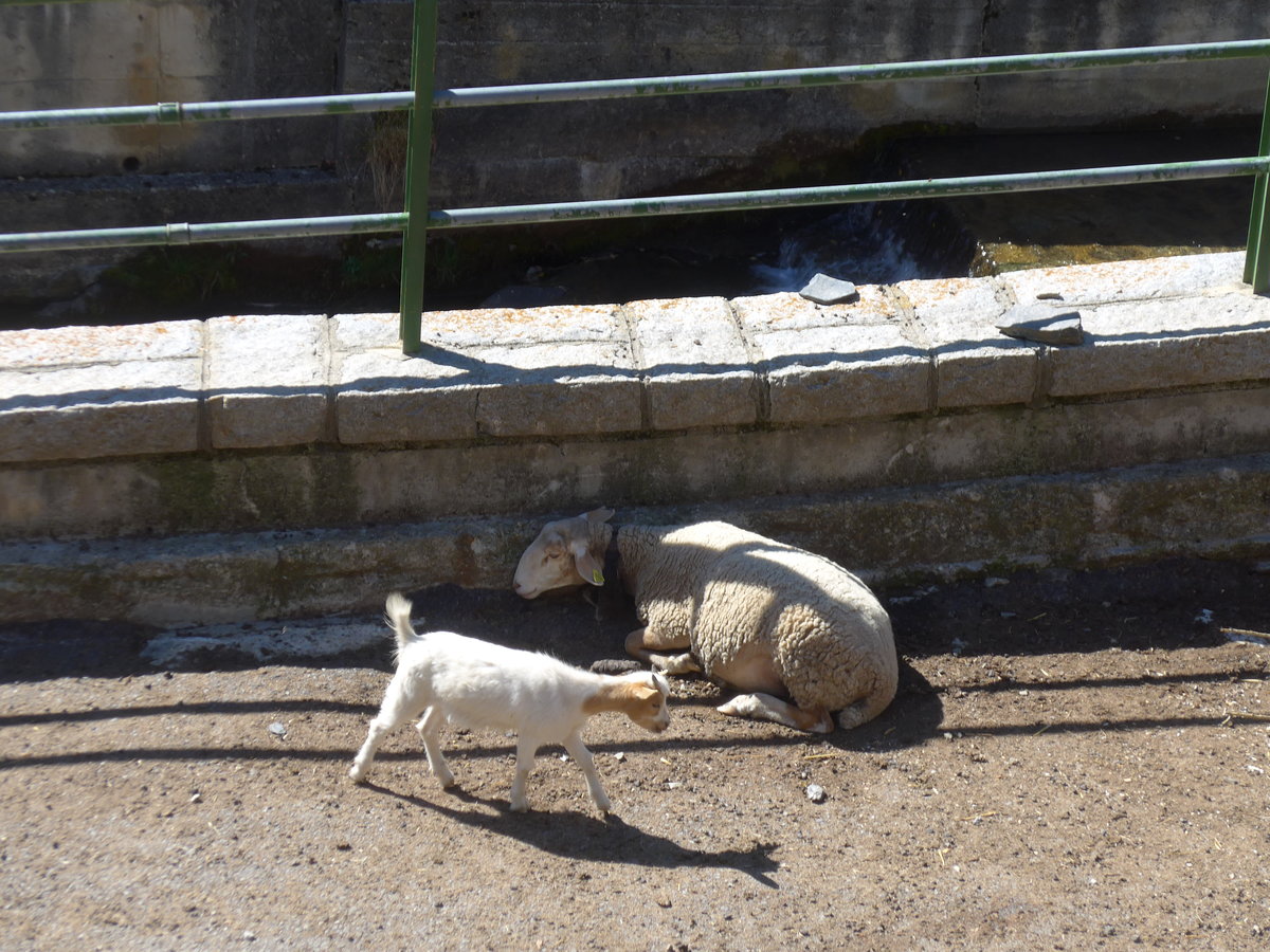 (185'523) - Ziege und Schaf am 28. September 2017 in Os de Civis