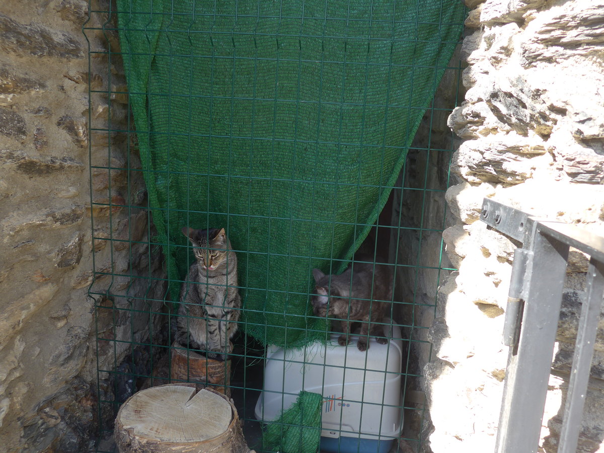 (185'541) - Katzen am 28. September 2017 in Os de Civis