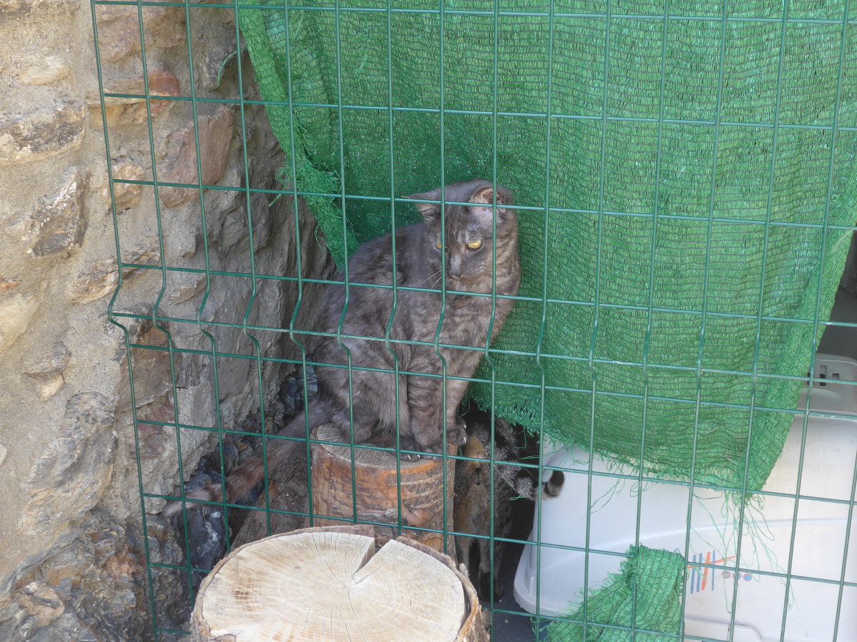 (185'543) - Katze am 28. September 2017 in Os de Civis