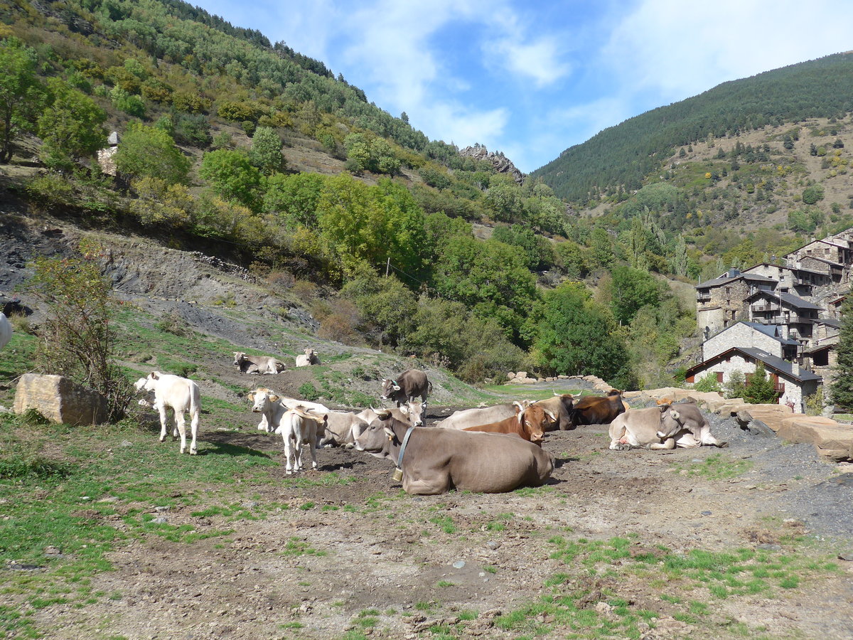 (185'548) - K�he am 28. September 2017 in Os de Civis