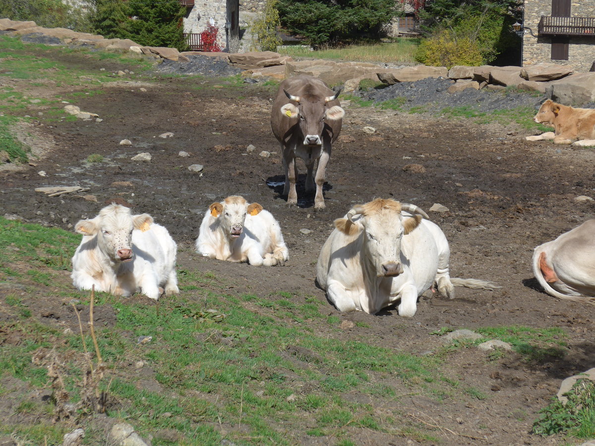 (185'550) - K�he am 28. September 2017 in Os de Civis