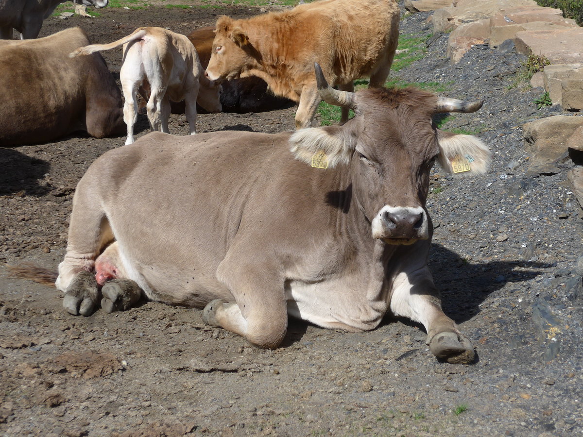 (185'556) - K�he am 28. September 2017 in Os de Civis