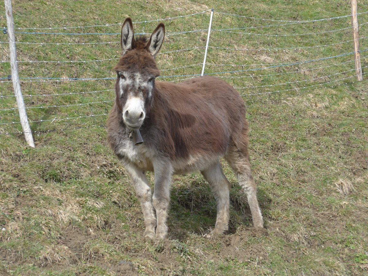 (189'073) - Ein gwundriger Esel im Ladholz am 5. M�rz 2018 bei Achseten