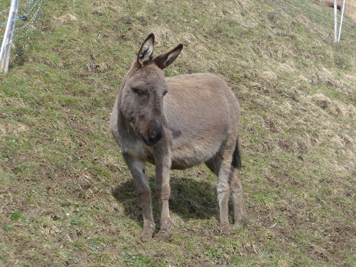 (189'074) - Ein gwundriger Esel im Ladholz am 5. M�rz 2018 bei Achseten