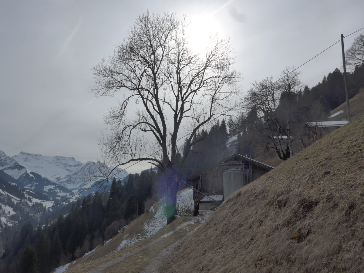 (189'116) - Das Zihl-Ladholz mit Ahorn am 5. M�rz 2018 bei Achseten