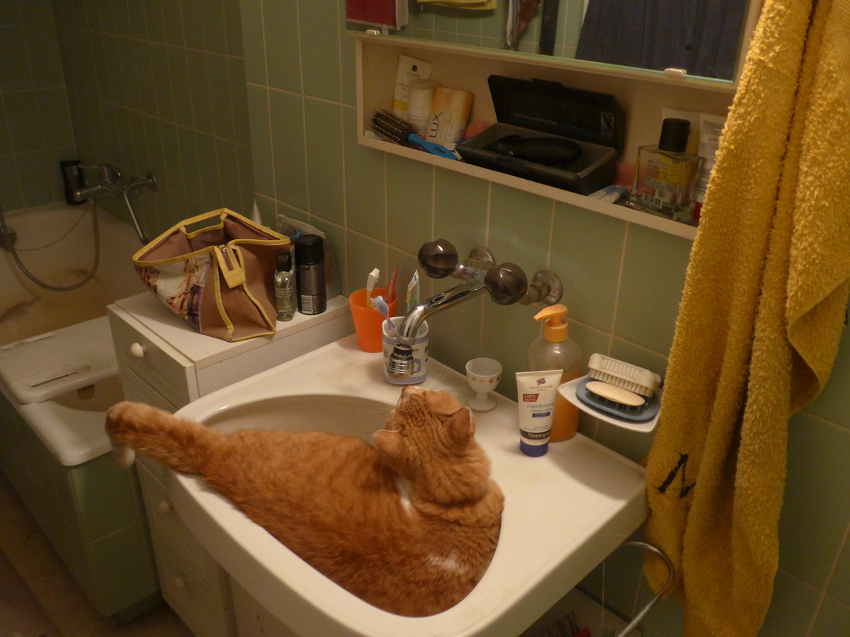 (189'599) - Kater Momo hat durst am 21. M�rz 2018 in Thun