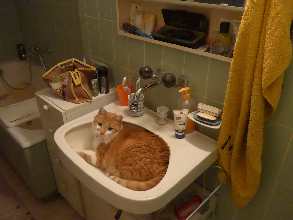 (189'600) - Kater Momo im Br�nneli am 21. M�rz 2018 in Thun