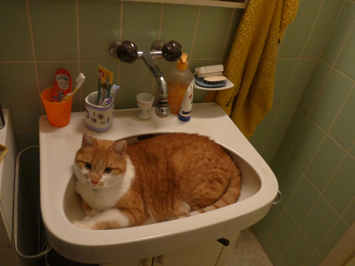 (189'601) - Kater Momo im Br�nneli am 21. M�rz 2018 in Thun