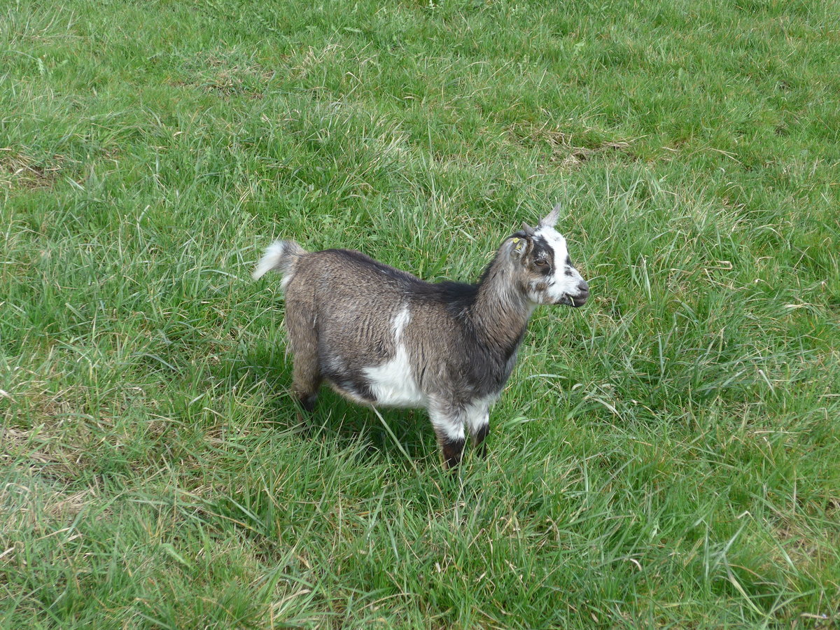 (189'920) - Zwergziege am 2. April 2018 in Del�mont, Ferme les Abues