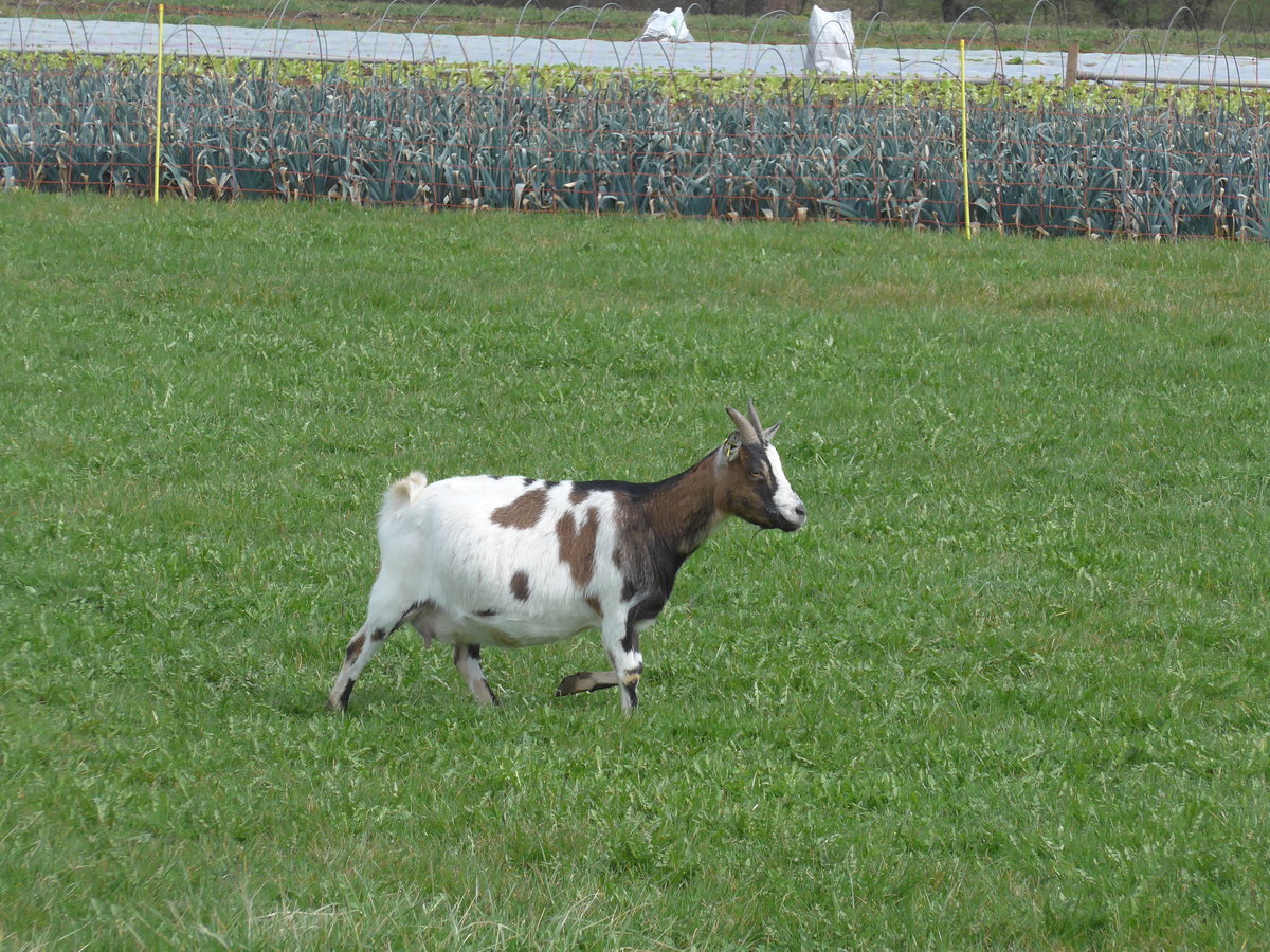 (189'922) - Zwergziege am 2. April 2018 in Del�mont, Ferme les Abues