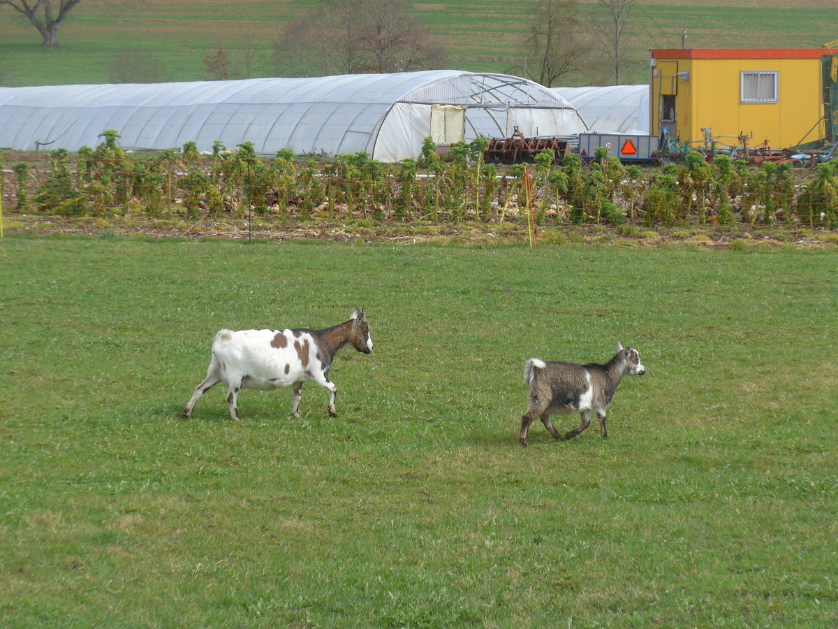 (189'923) - Zwei Zwergziegen am 2. April 2018 in Del�mont, Ferme les Abues
