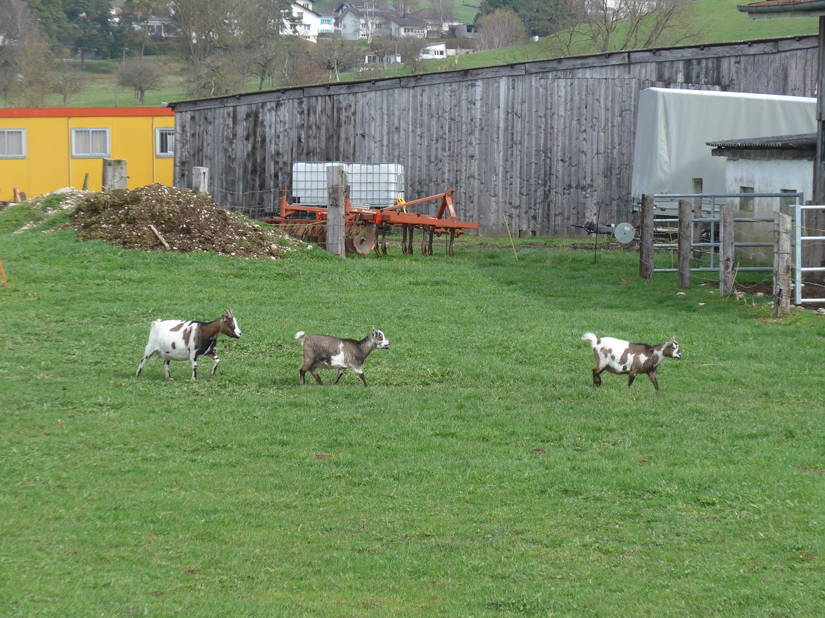 (189'924) - Drei Zwergziegen am 2. April 2018 in Del�mont, Ferme les Abues