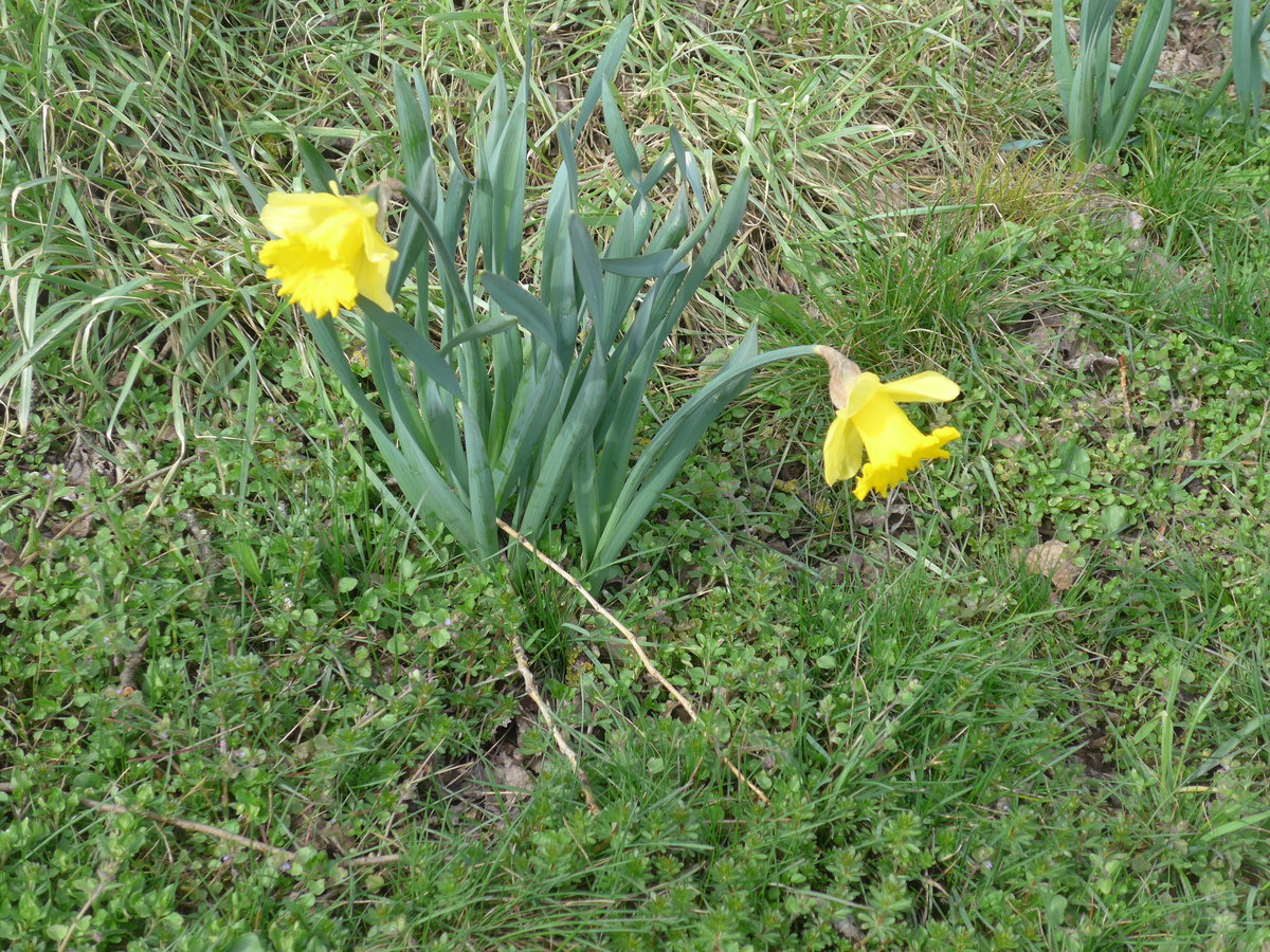 (189'926) - Aprilglocken am 2. April 2018 in Del�mont, Ferme les Abues