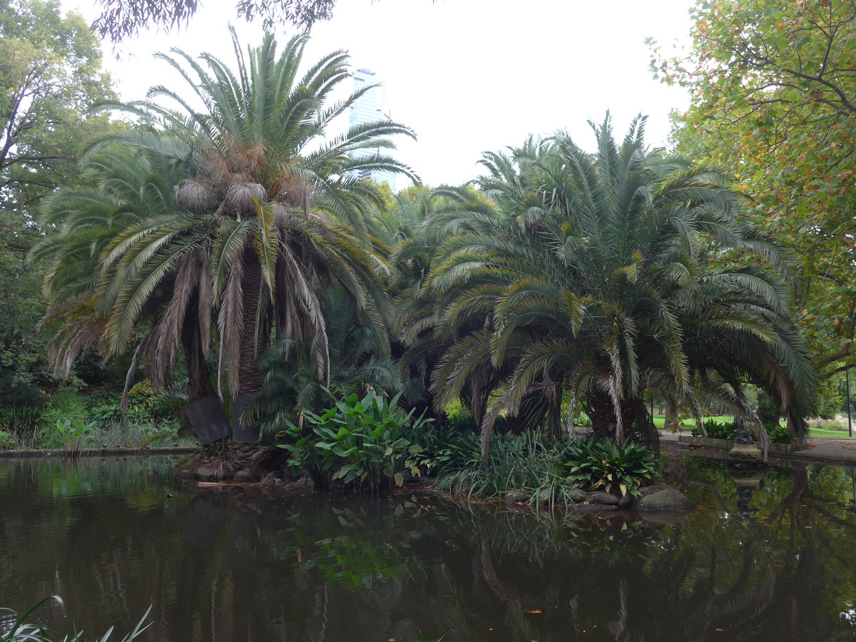 (190'160) - Im Queen Victoria Garden am 17. April 2018 in Melbourne